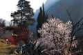 almendros-sacromonte
