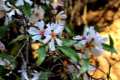 almendros-sacromonte2