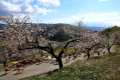impresiones-cabras-albondon1