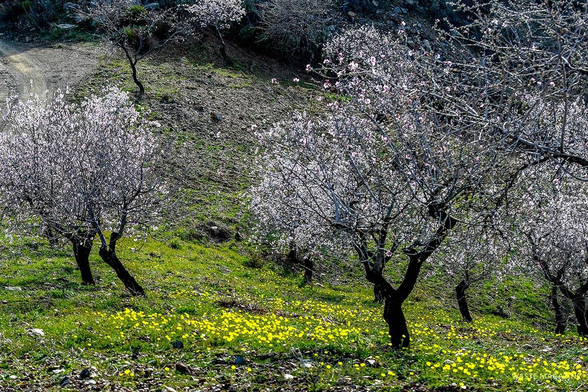 Almendros, cerro del Gato, Albuñol