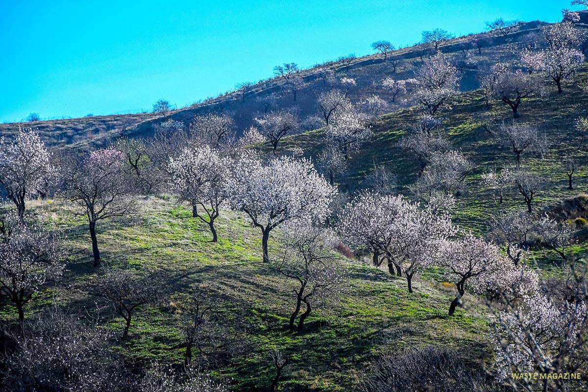 Almendros, la Contraviesa, cerro del Gato