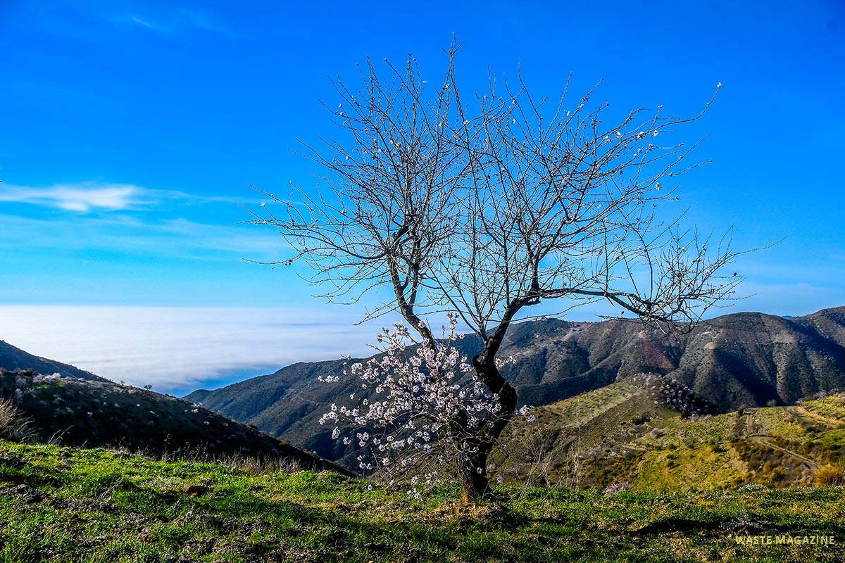 Almendros, cerro del Gato, costa de Granada