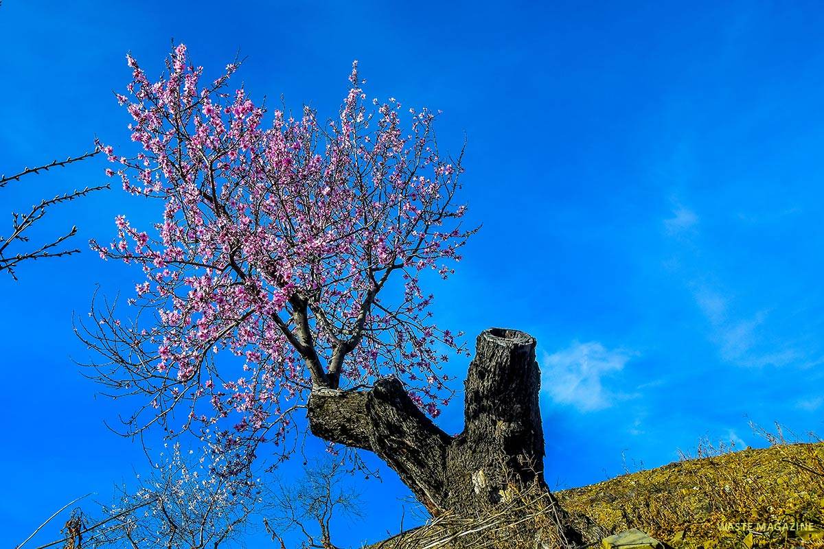 Almendros, cerro del Gato, Albuñol