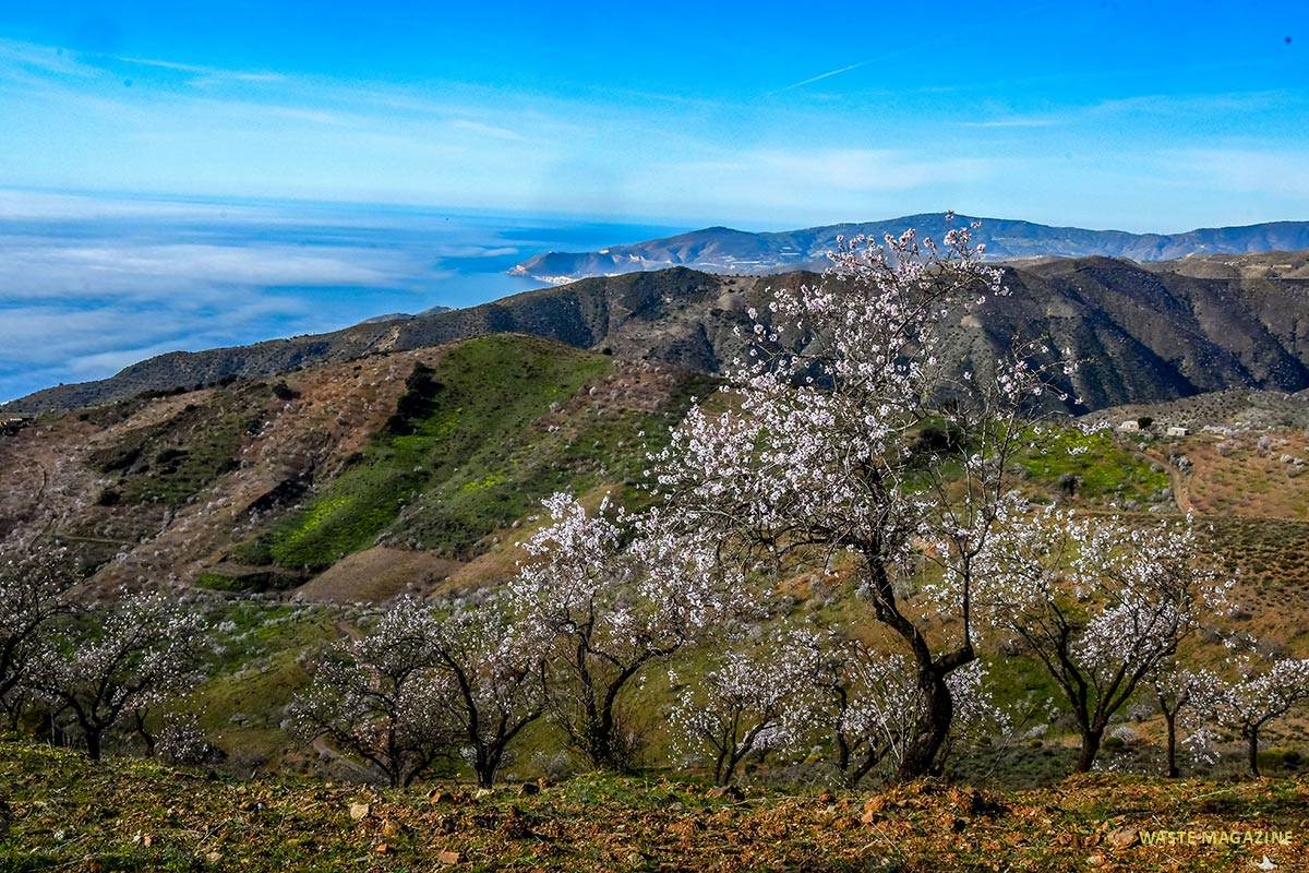 Almendros, cerro del Gato, costa de Granada