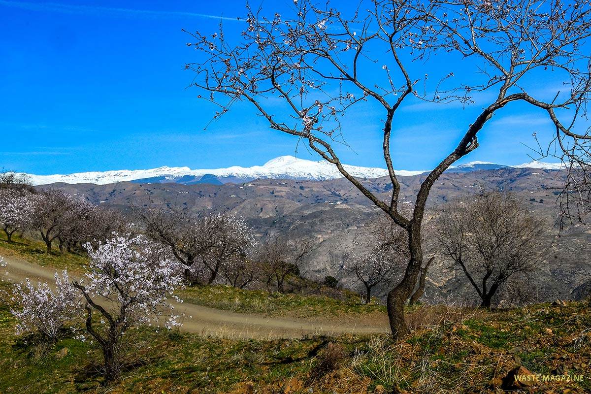 Almendros, la Contraviesa, al fondo el Mulhacén
