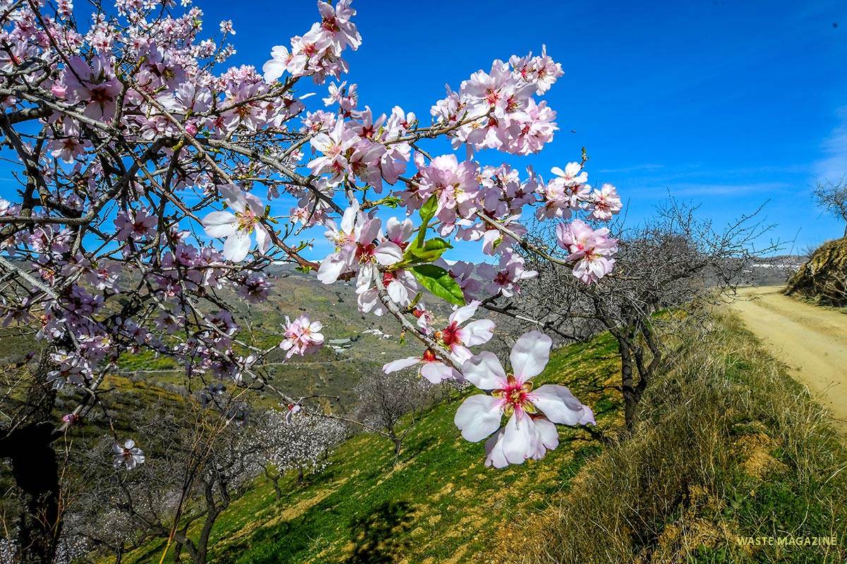 Flor de almendro, Prunis dulcis