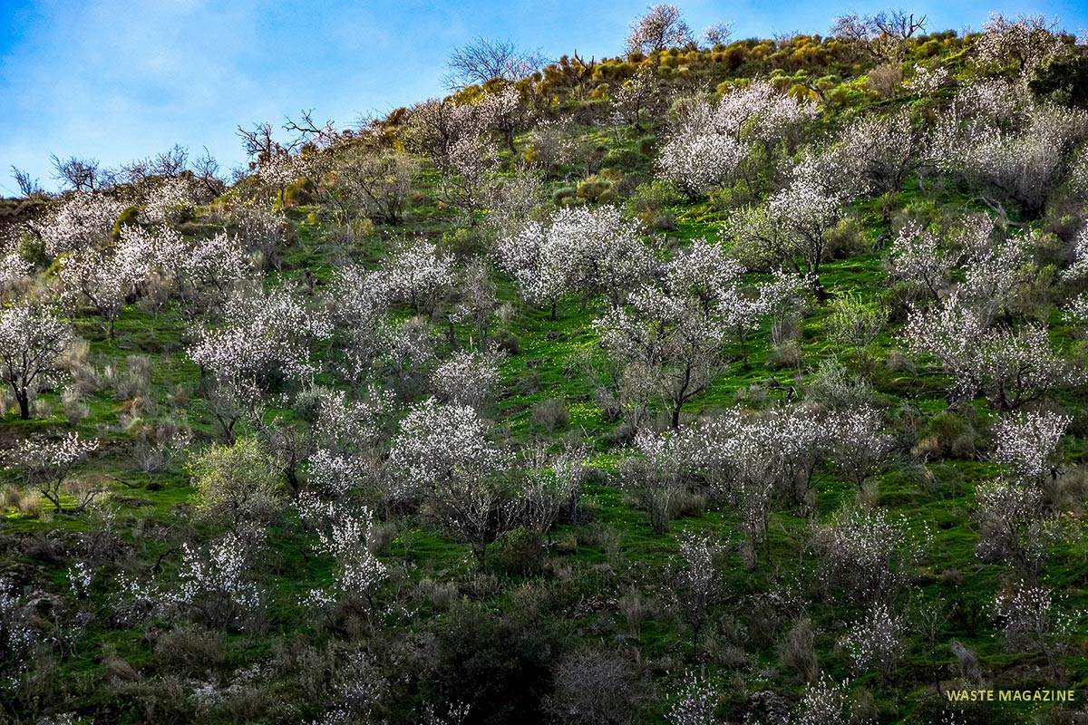 Almendros, cerro del Gato