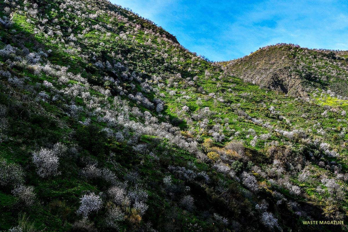 Almendros, la Contraviesa, cerro del Gato