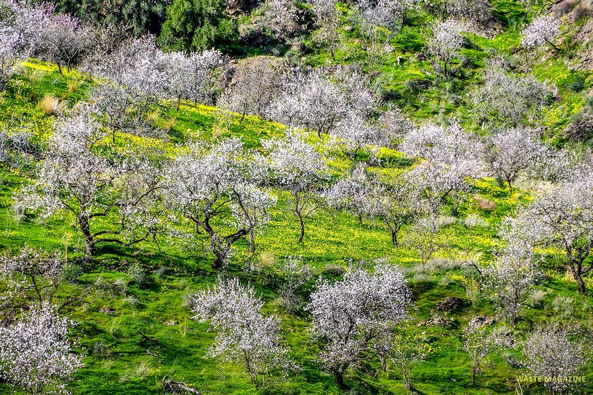 Almendros, cerro del Gato