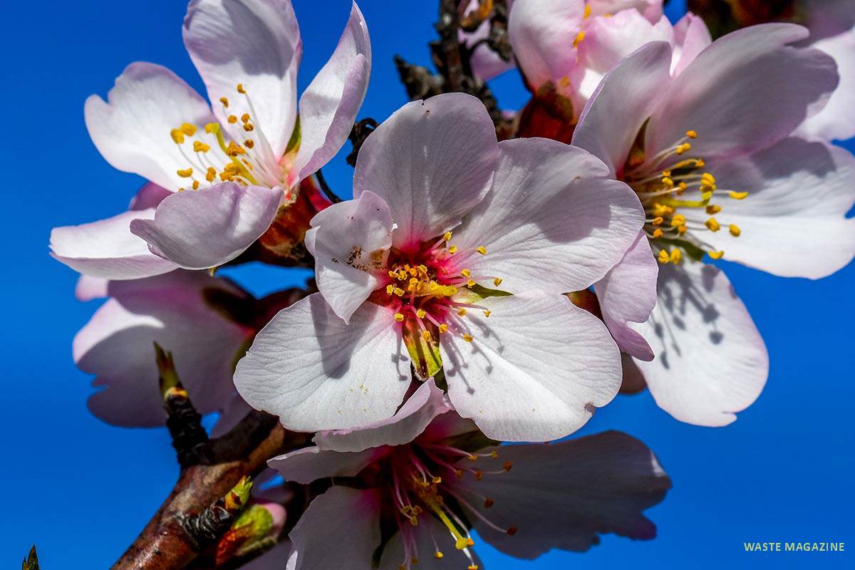 Flor de almendro, Prunis dulcis