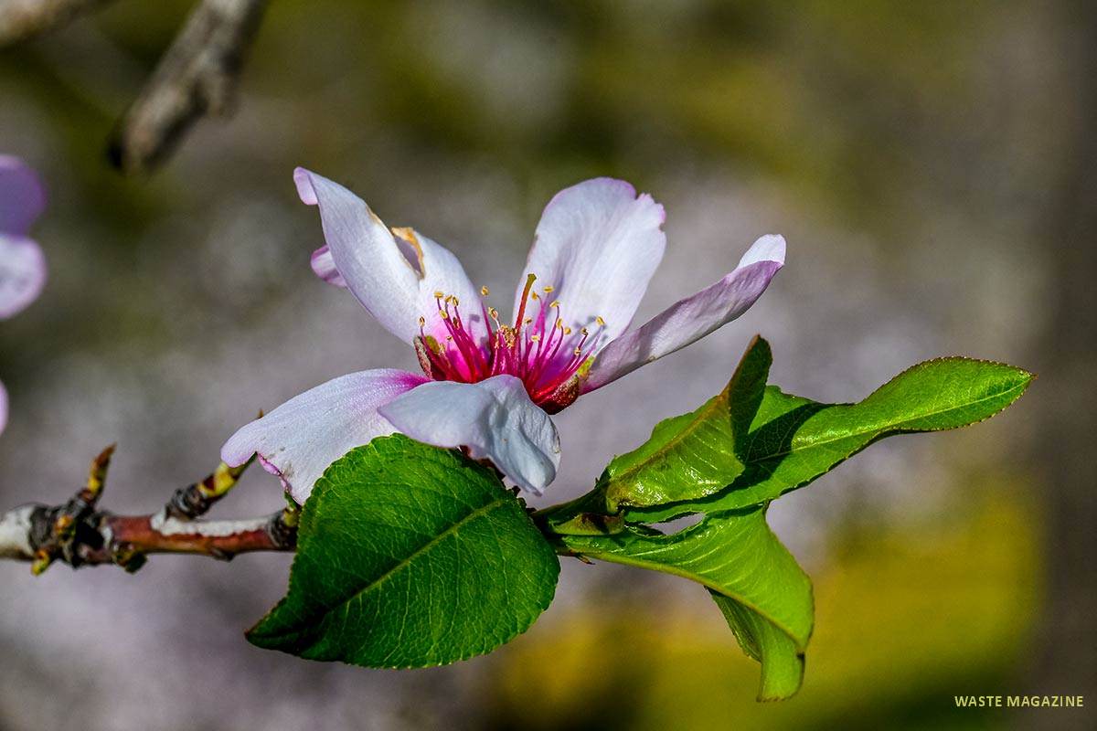 Flor de almendro, Prunis dulcis