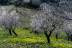 Almendros, cerro del Gato, Albuñol