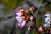 Flor de almendro, Prunis dulcis
