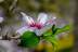 Flor de almendro, Prunis dulcis