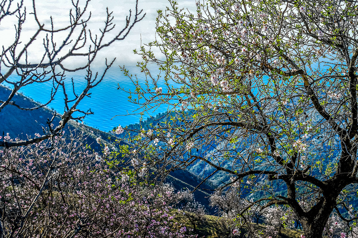 almendros-cerro-del-gato-tratada-01