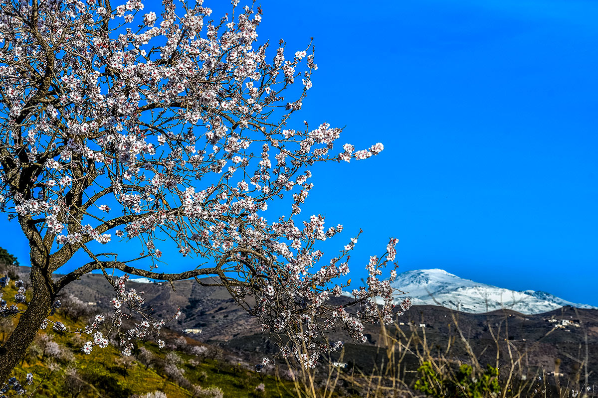 almendros-cerro-del-gato-tratada-03