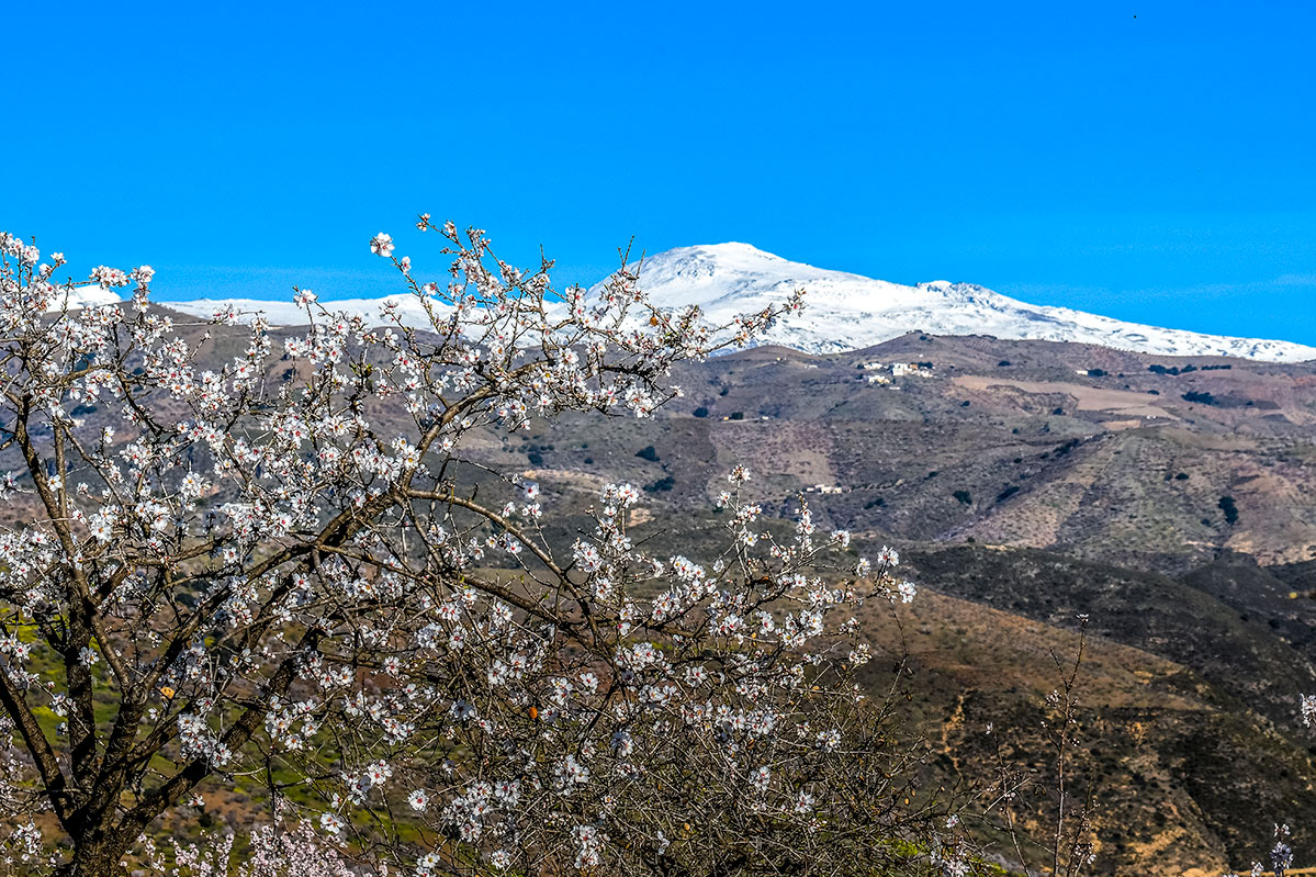 almendros-cerro-del-gato-tratada-05