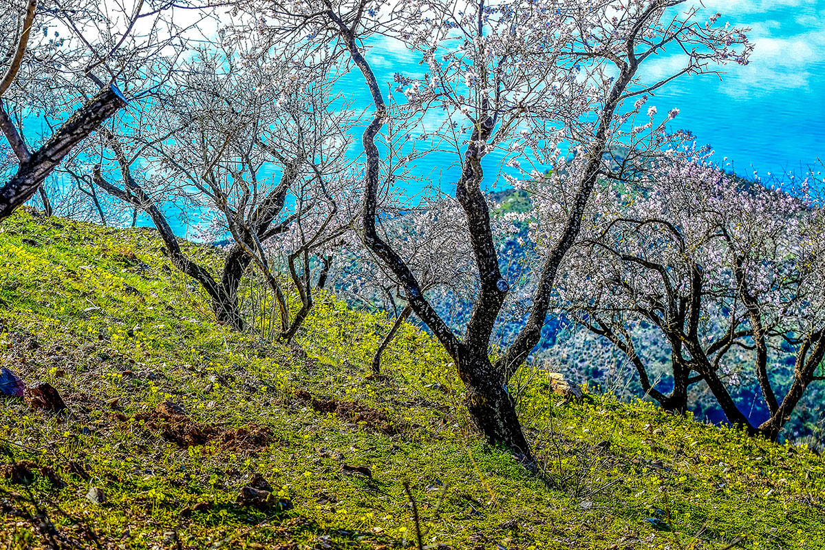 almendros-cerro-del-gato-tratada-08