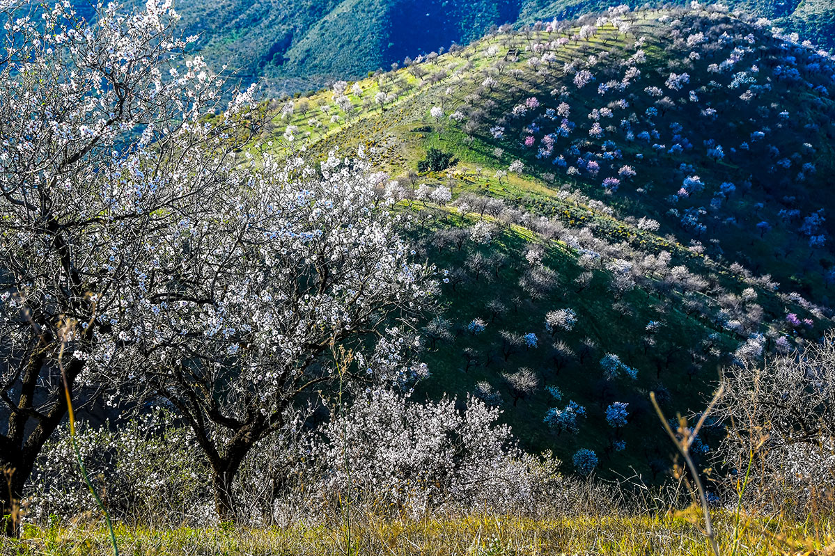 almendros-cerro-del-gato-tratada-18