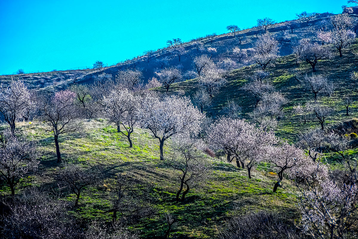 almendros-cerro-del-gato-tratada-20