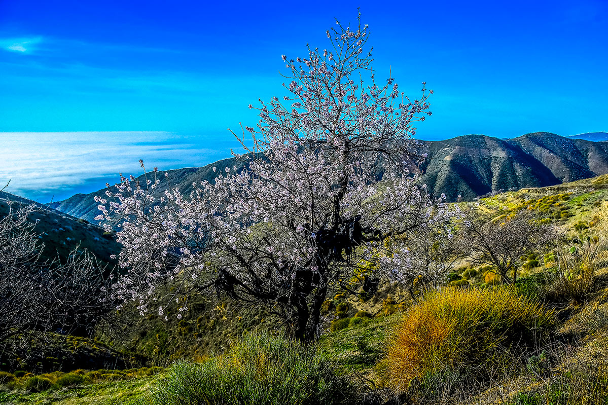 almendros-cerro-del-gato-tratada-24