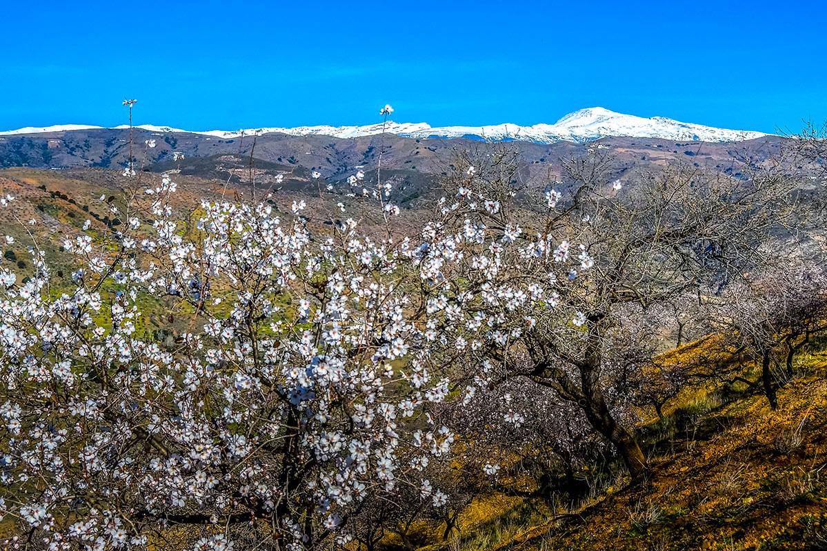 almendros-cerro-del-gato-tratada-31