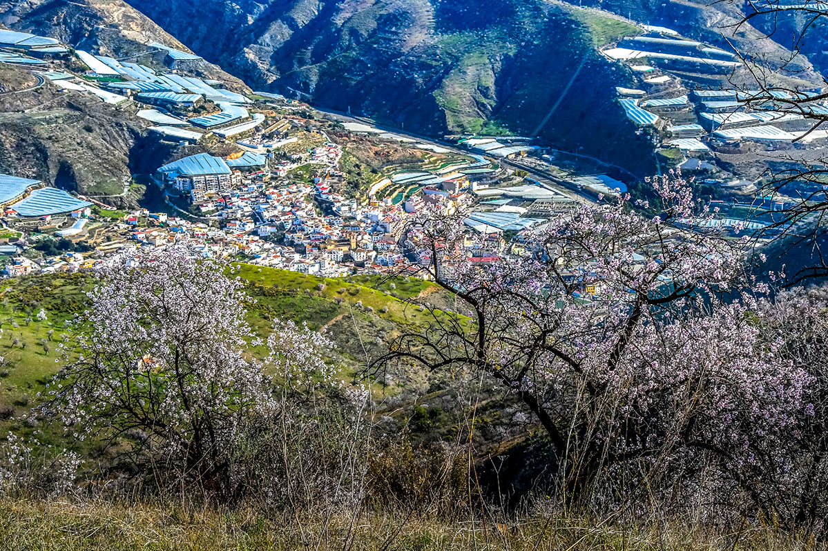 almendros-cerro-del-gato-tratada-36