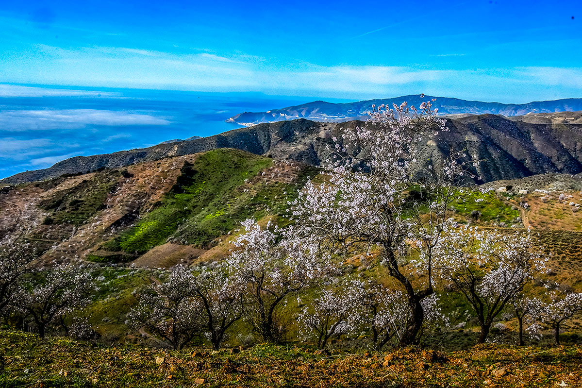 almendros-cerro-del-gato-tratada-38