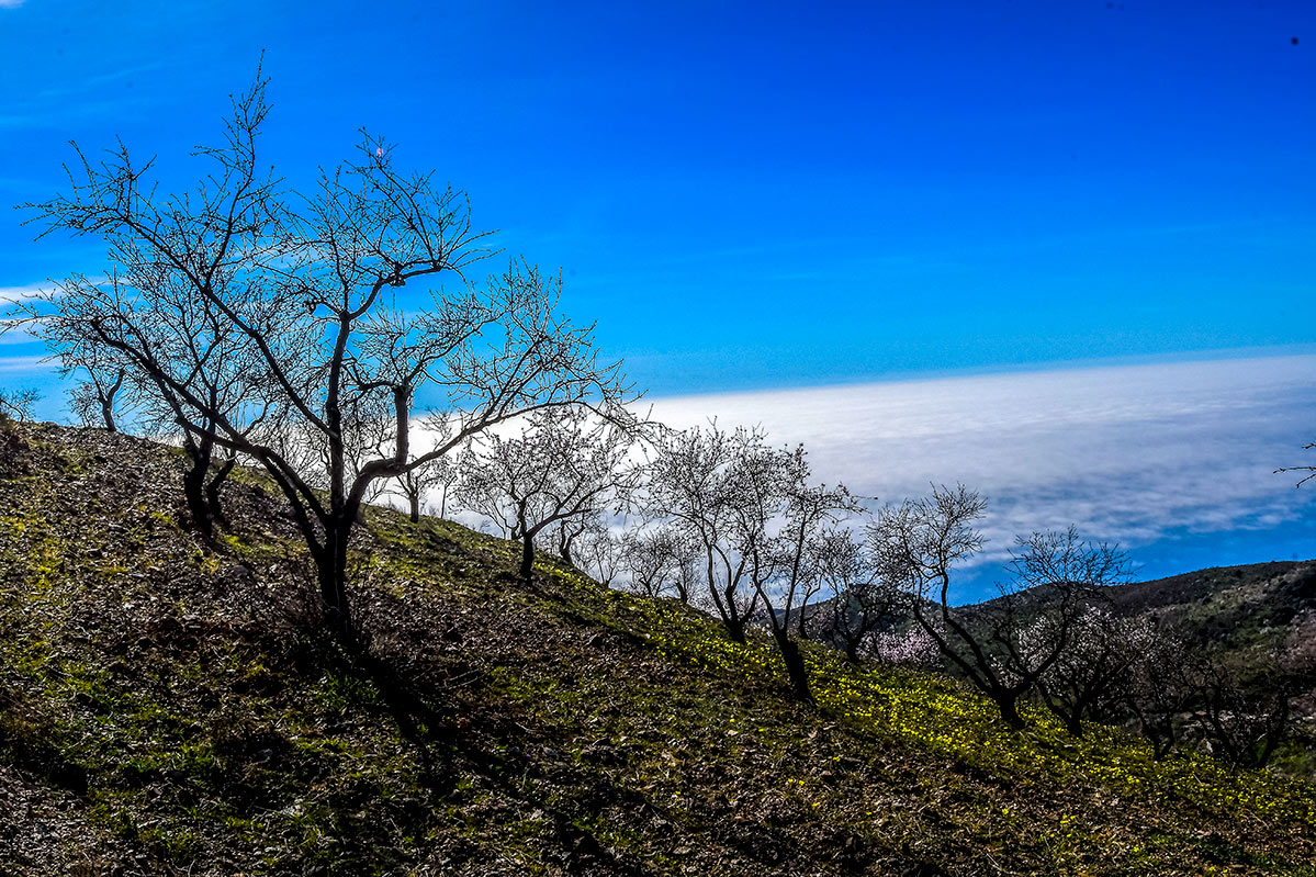 almendros-cerro-del-gato-tratada-44