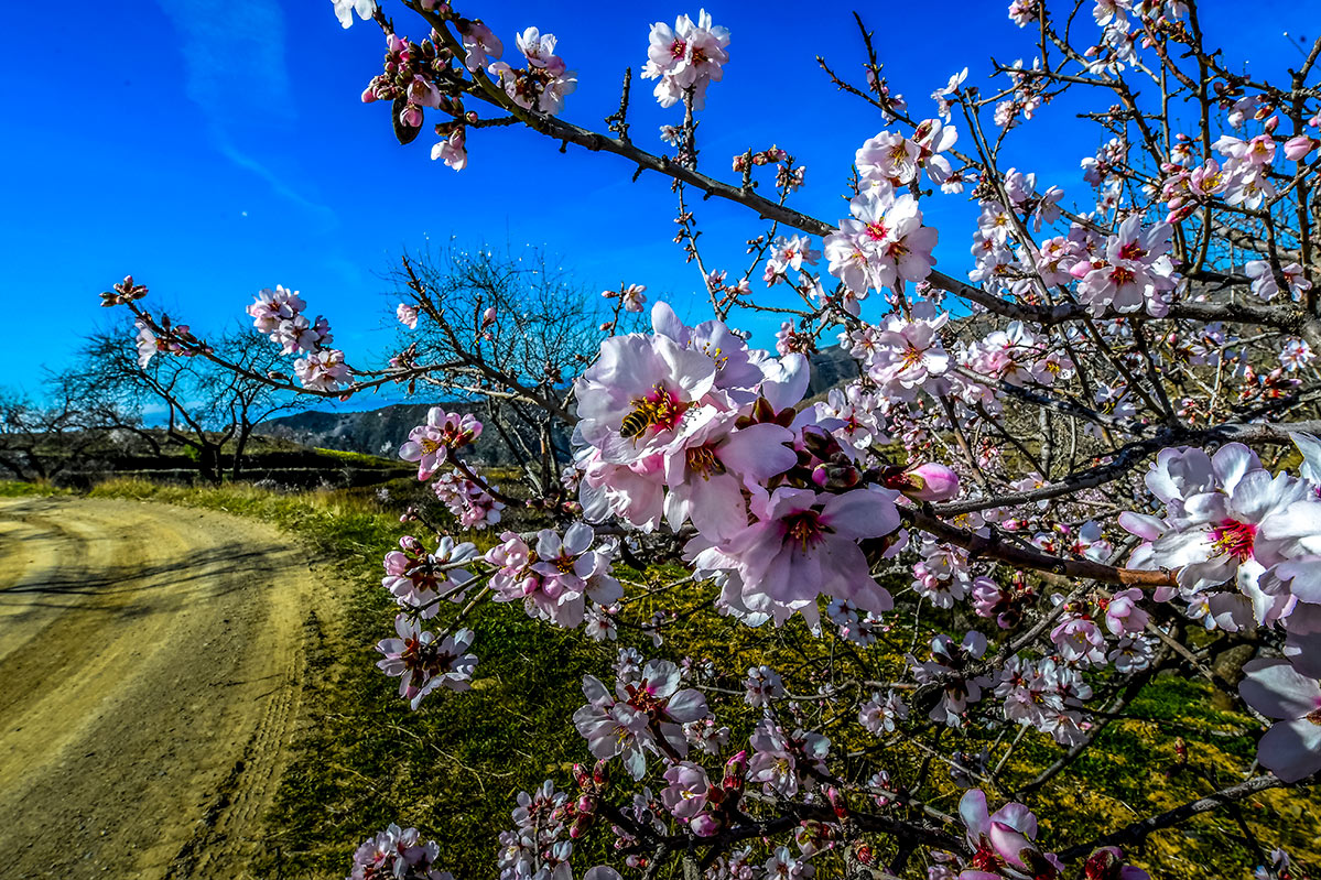 almendros-cerro-del-gato-tratada-47