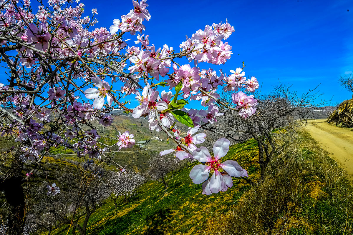 almendros-cerro-del-gato-tratada-56