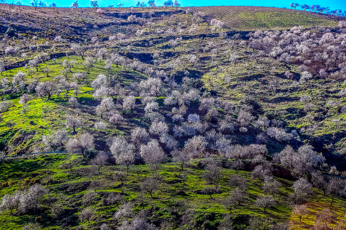 almendros-cerro-del-gato-tratada-58