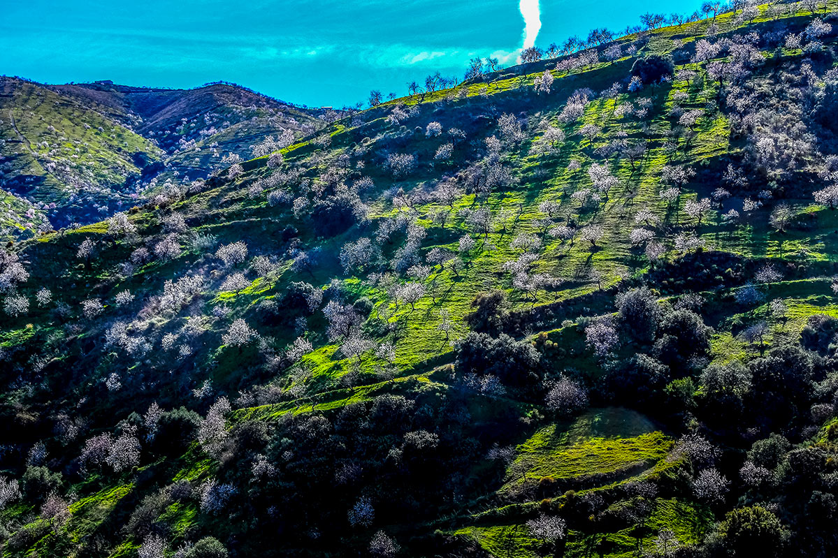 almendros-cerro-del-gato-tratada-60
