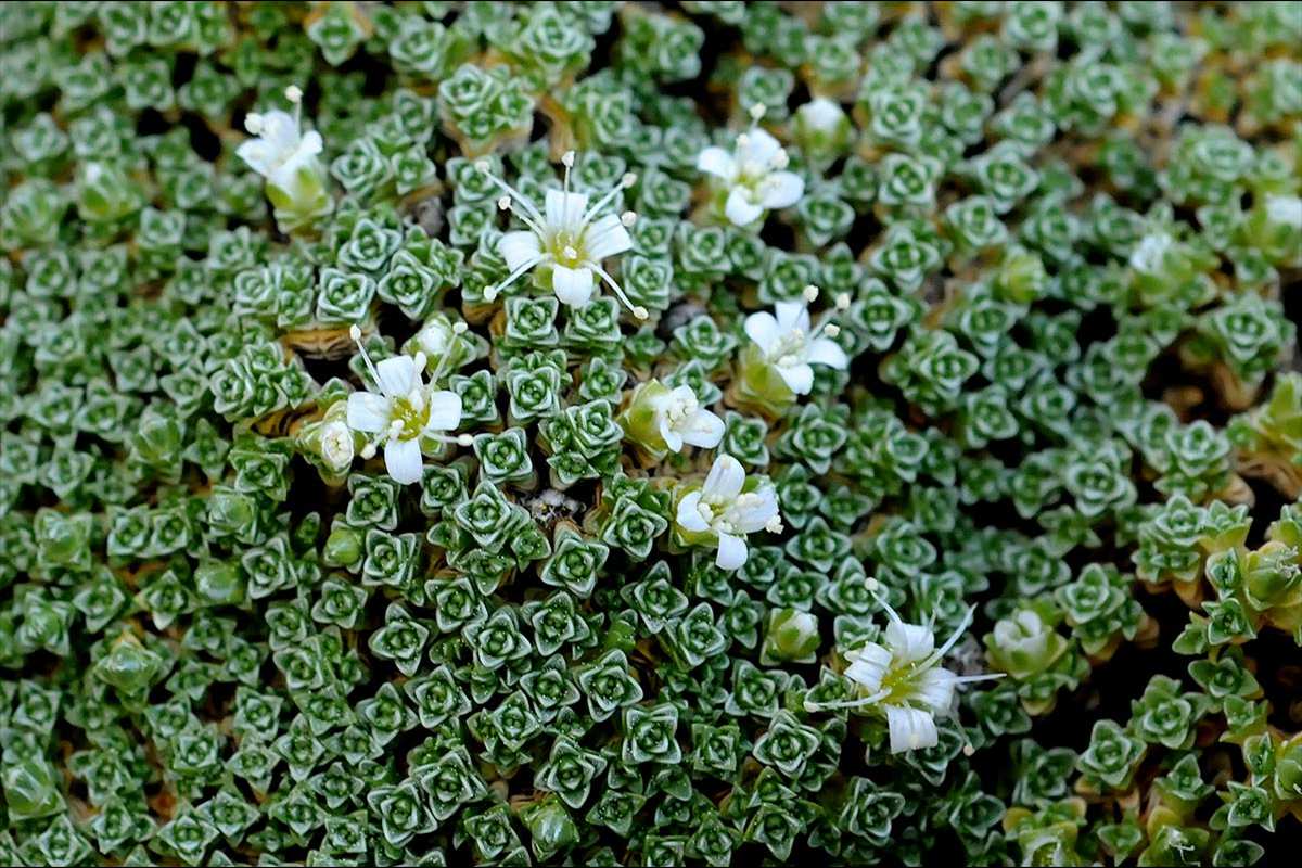 Arenaria alfacariensis- Categoria de amenaza: De interés especial