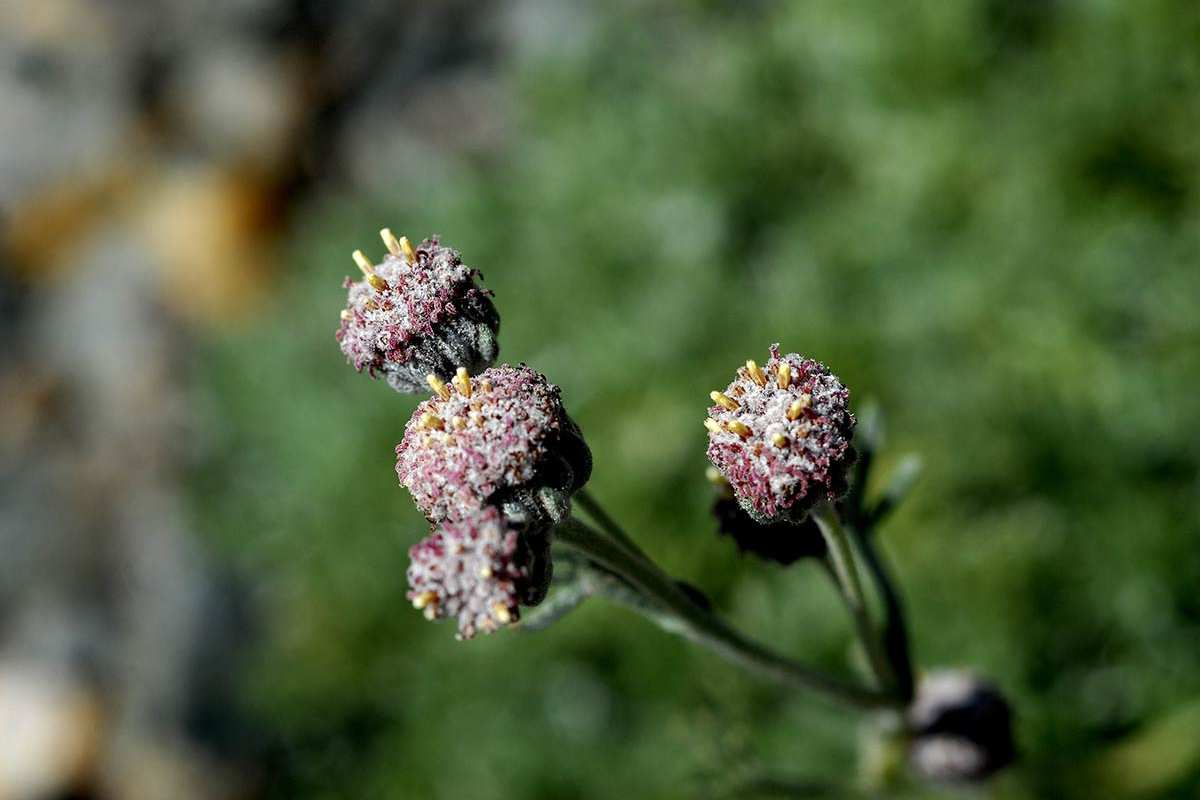 Artemisia granatensis Categoria de amenaza: En Peligro de Extinción