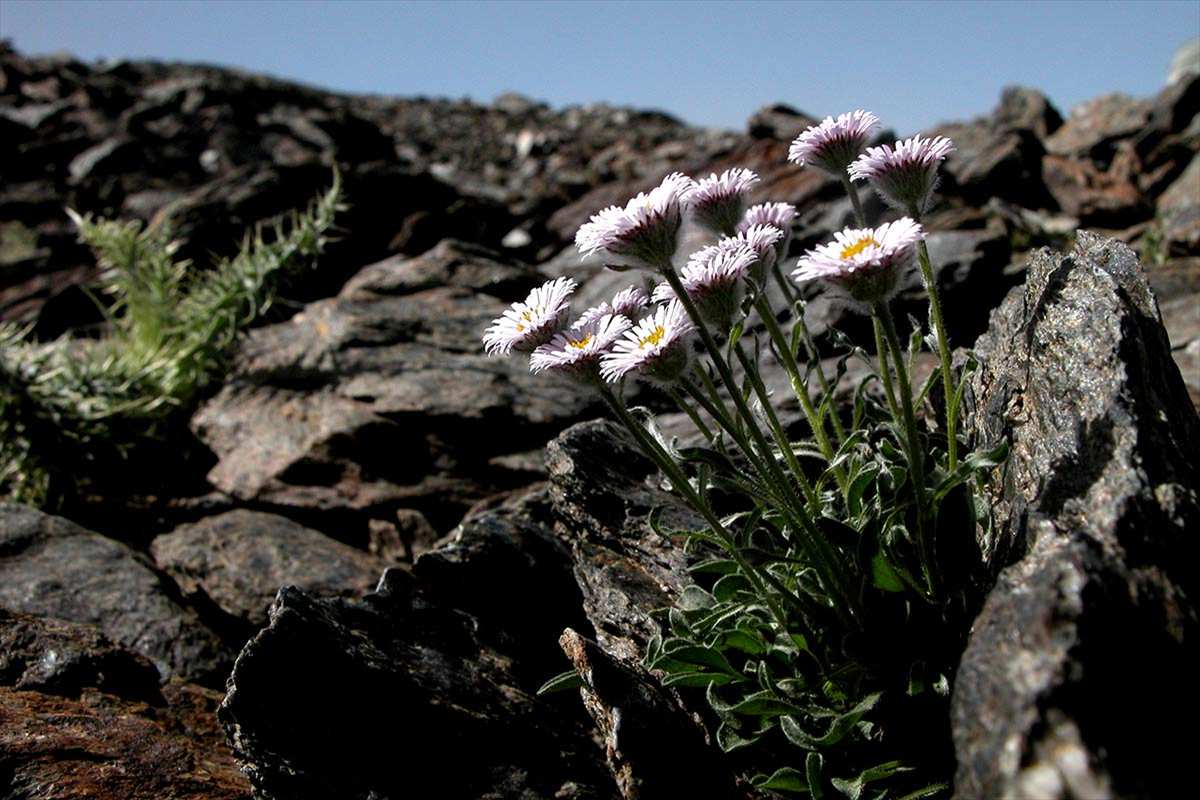 Erigeron frigidus - Categoria de amenaza: Vulnerable