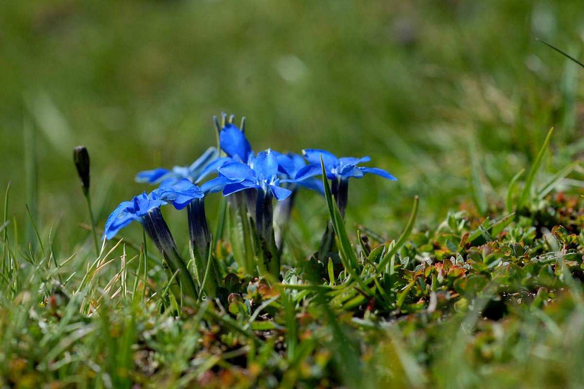 Gentiana sierrae - Categoria de amenaza: Vulnerable