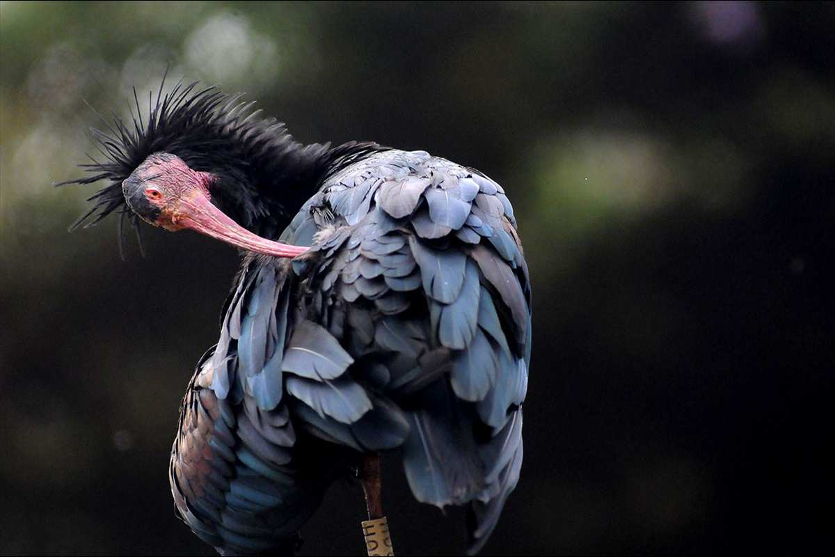 Geronticus eremita -  Categoria de amenaza: Extinta en estado natural en España
