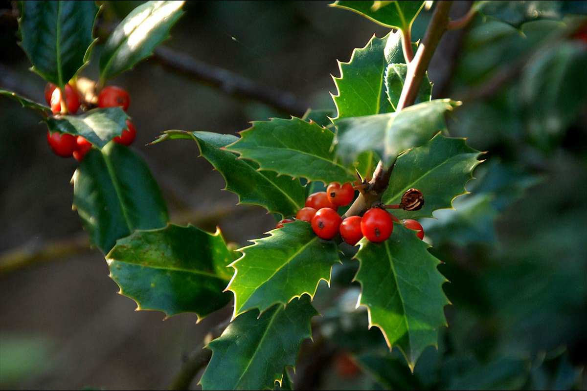 Ilex aquifolia - Categoria de amenaza: De interés especial