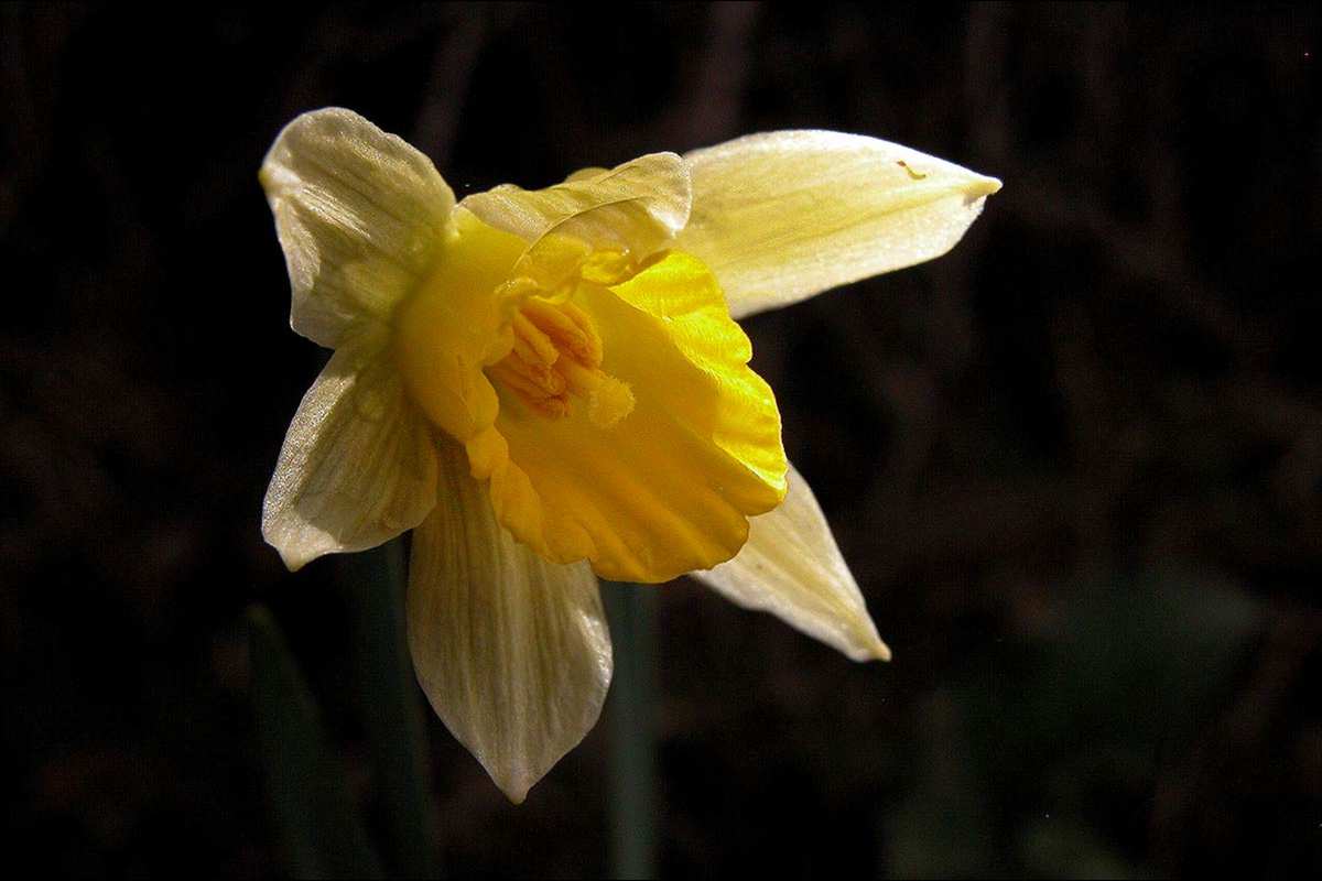 Narcissus nevadensis - Categoria de amenaza: En peligro de extinción