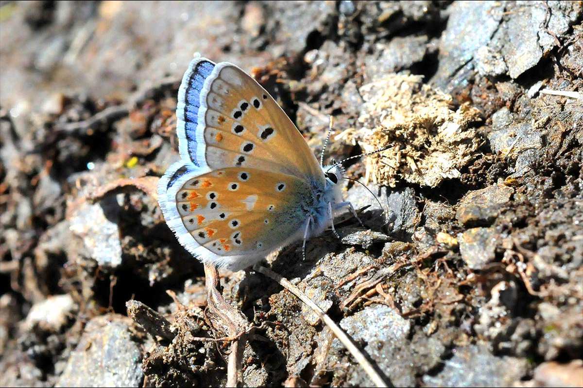 Polyommatus golgus - Categoria de amenaza: Vulnerable