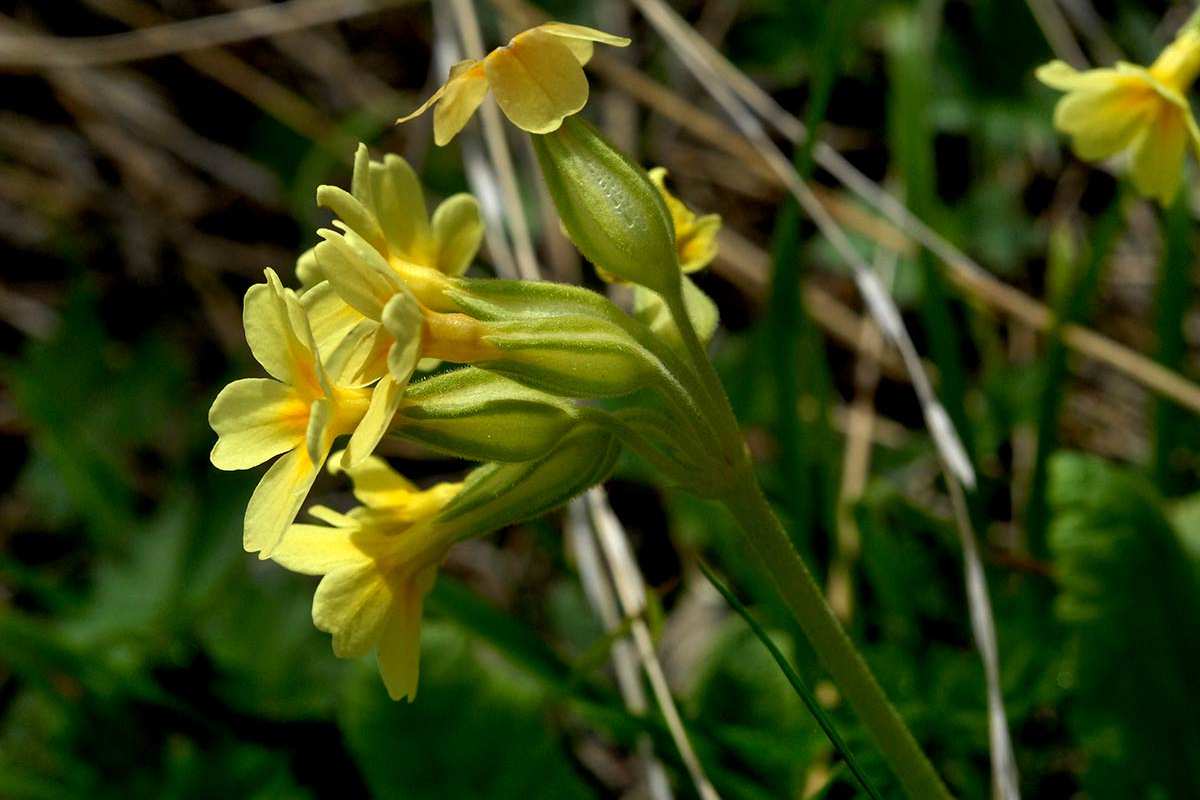 Primula elatior - Categoria de amenaza: Vulnerable