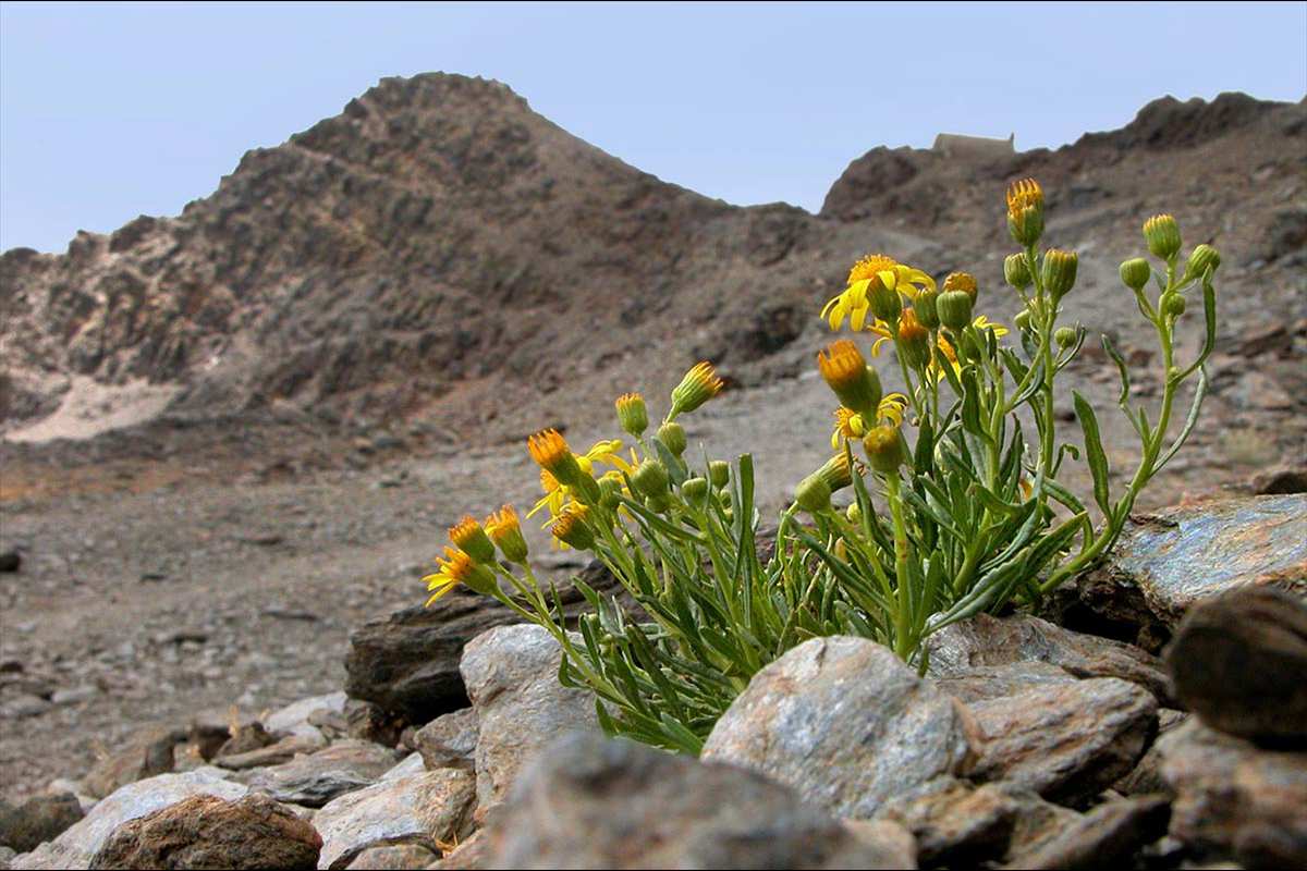 Senecio nevadensis - Categoria de amenaza: De interés especial