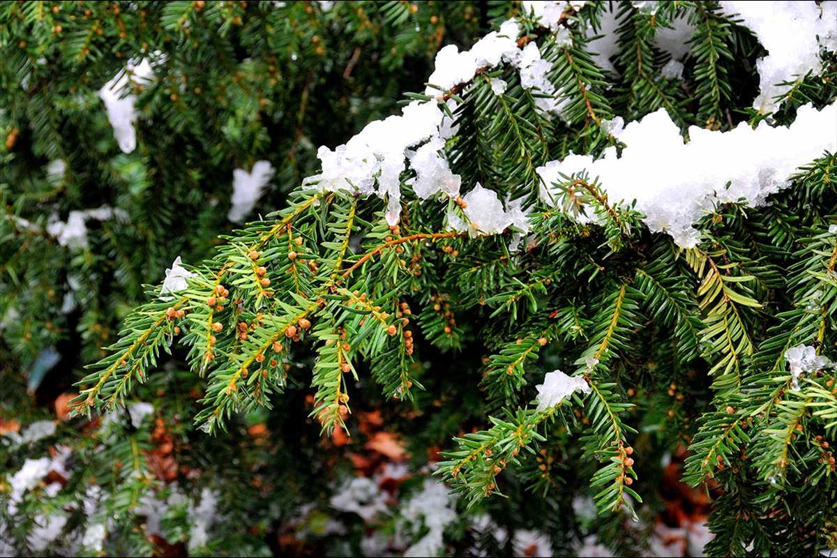Taxus baccata Categoria de amenaza: De interés especial