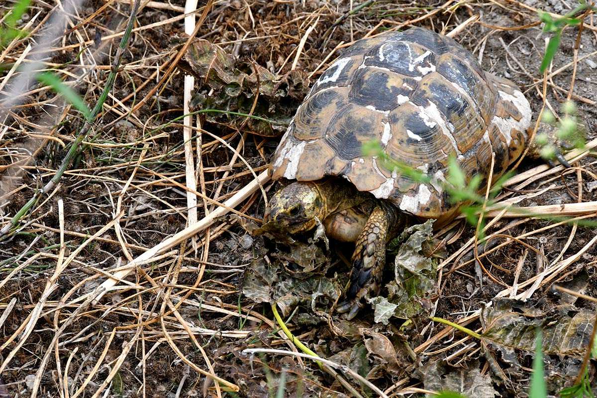 Testudo graeca - Categoria de amenaza: En Peligro de Extinción