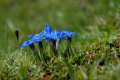 Gentiana sierrae - Categoria de amenaza: Vulnerable