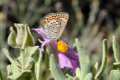 Plebejus hespericus Categoria de amenaza: De interés especial