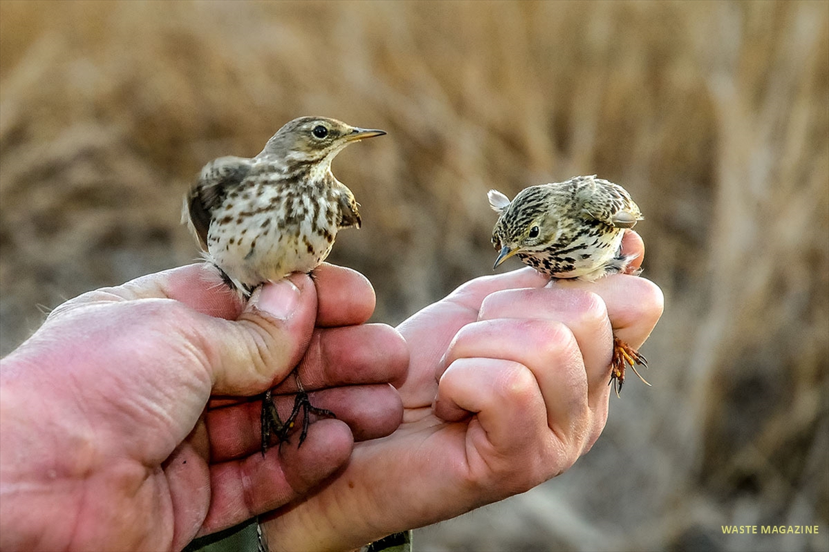 anillado-aves-padul-19