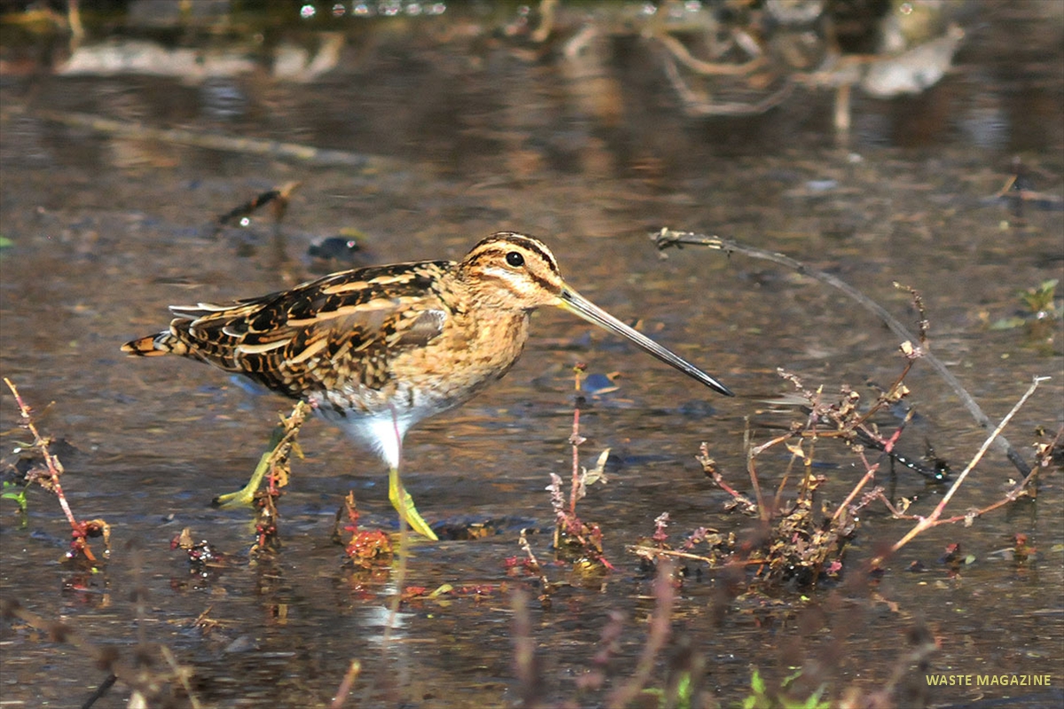 gallinagogallinago56