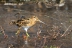 gallinagogallinago56